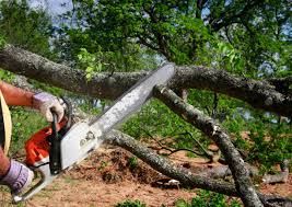 Trusted Platte, SD Tree Care Experts