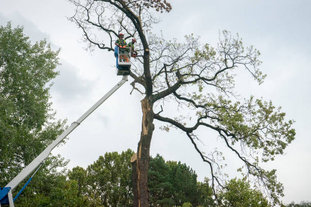 How Our Tree Care Process Works  in  Platte, SD